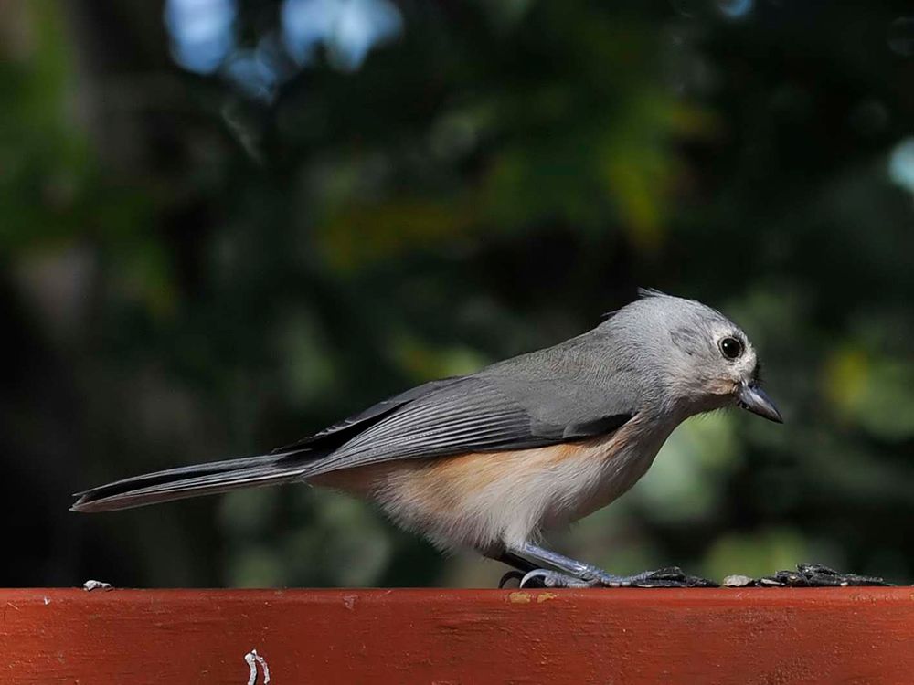 Tufted Titmouse 3