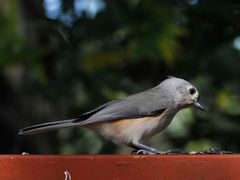 Tufted Titmouse 3