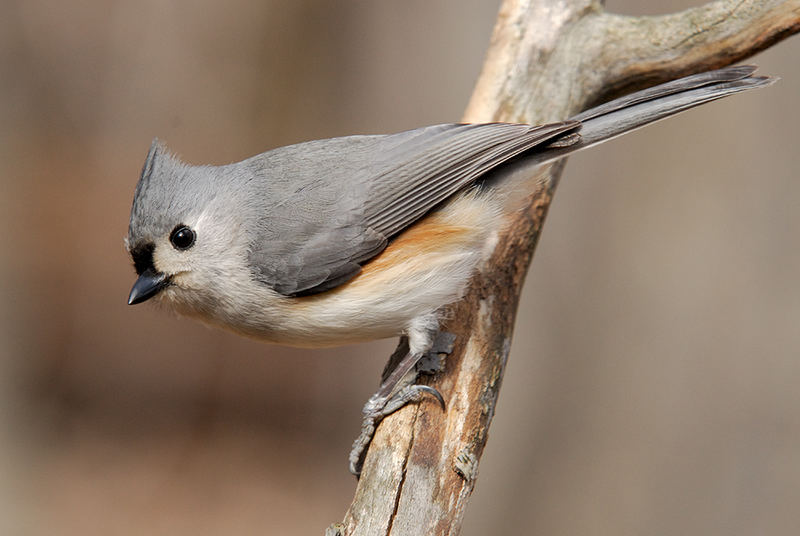 Tufted Titmouse