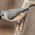 Tufted Titmouse