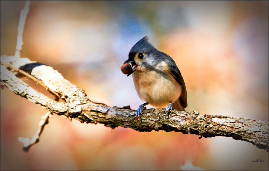 Tufted Titmouse.....