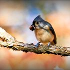 Tufted Titmouse.....