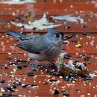 Tufted Titmouse