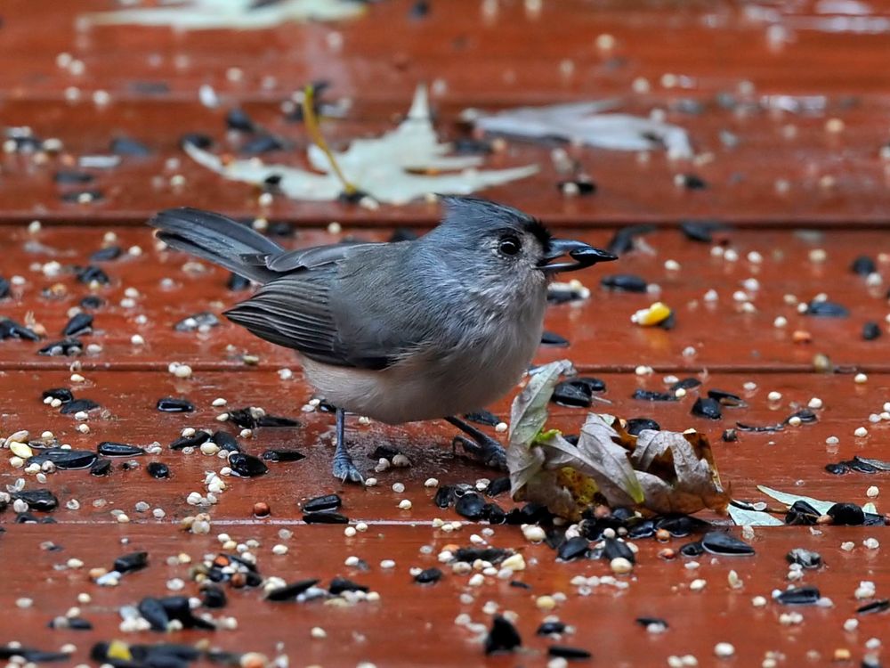 Tufted Titmouse