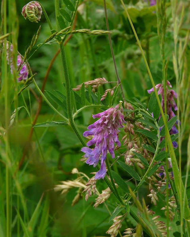 Tufted Vetch