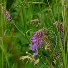 Tufted Vetch