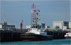 Tug VENUS, Rotterdam.