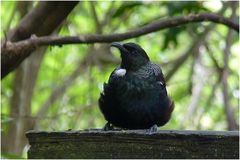 Tui