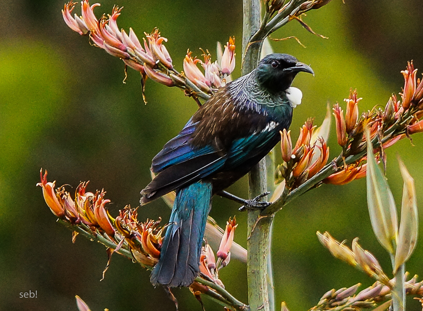 Tui