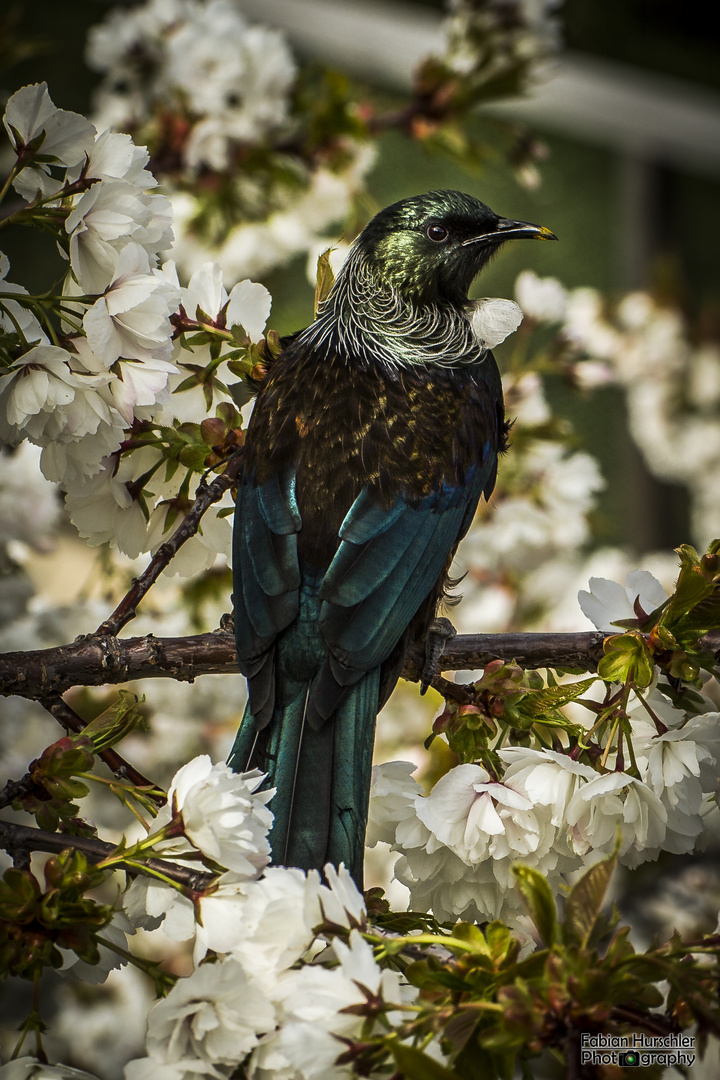 Tui