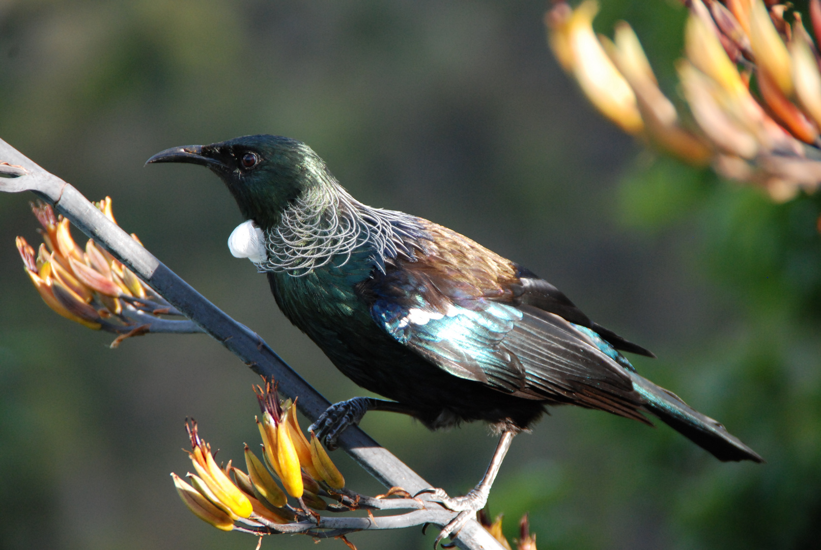 Tui