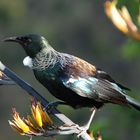 Tui