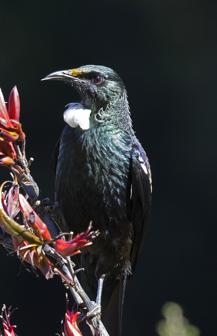 Tui