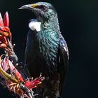 Tui