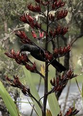 Tui auf NZ-Flachs