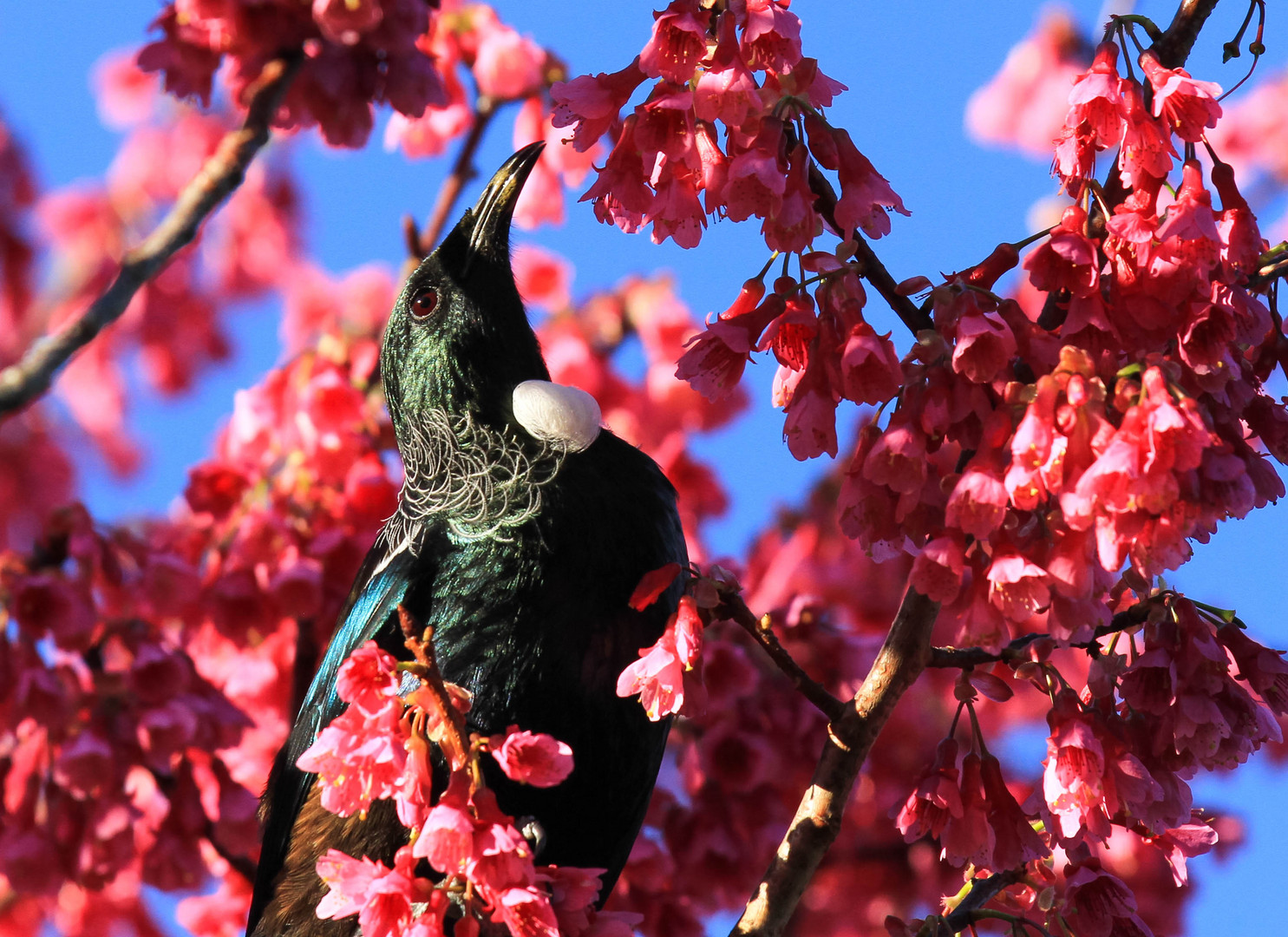 Tui