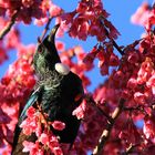 Tui