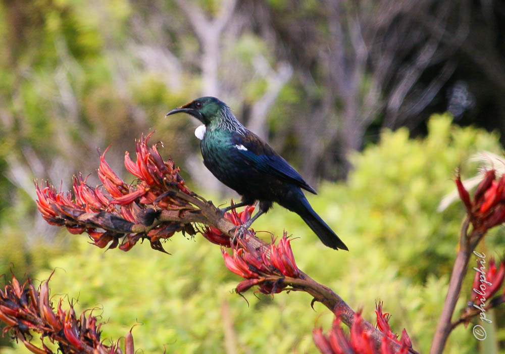 Tui