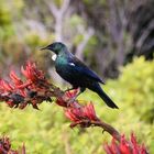 Tui