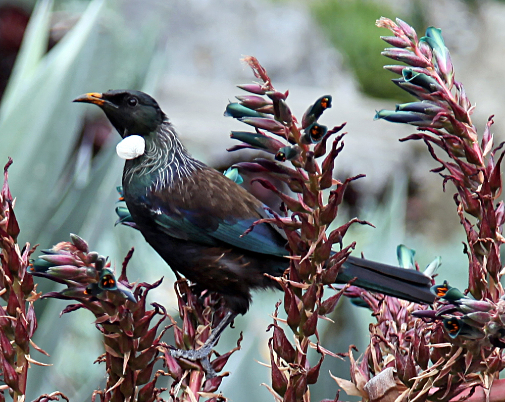 Tui