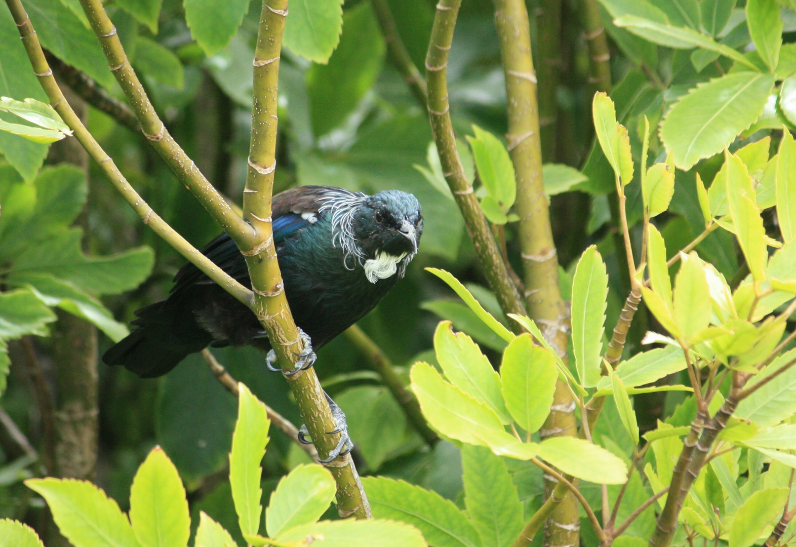 Tui