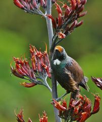 Tui im Blütenrausch