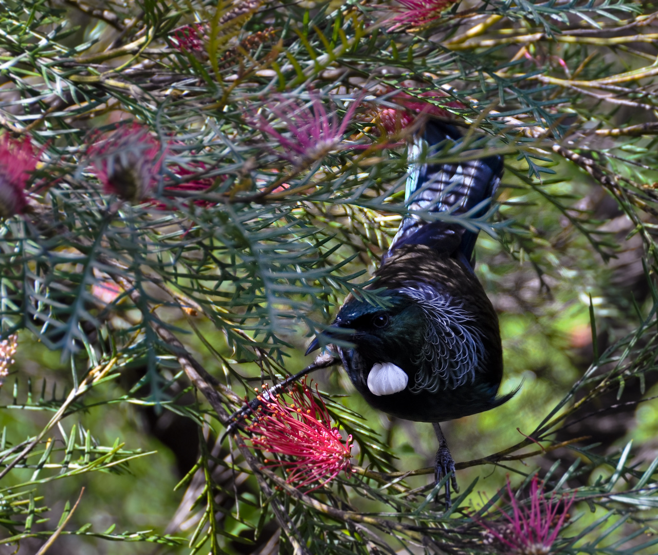 Tui - Neuseeland