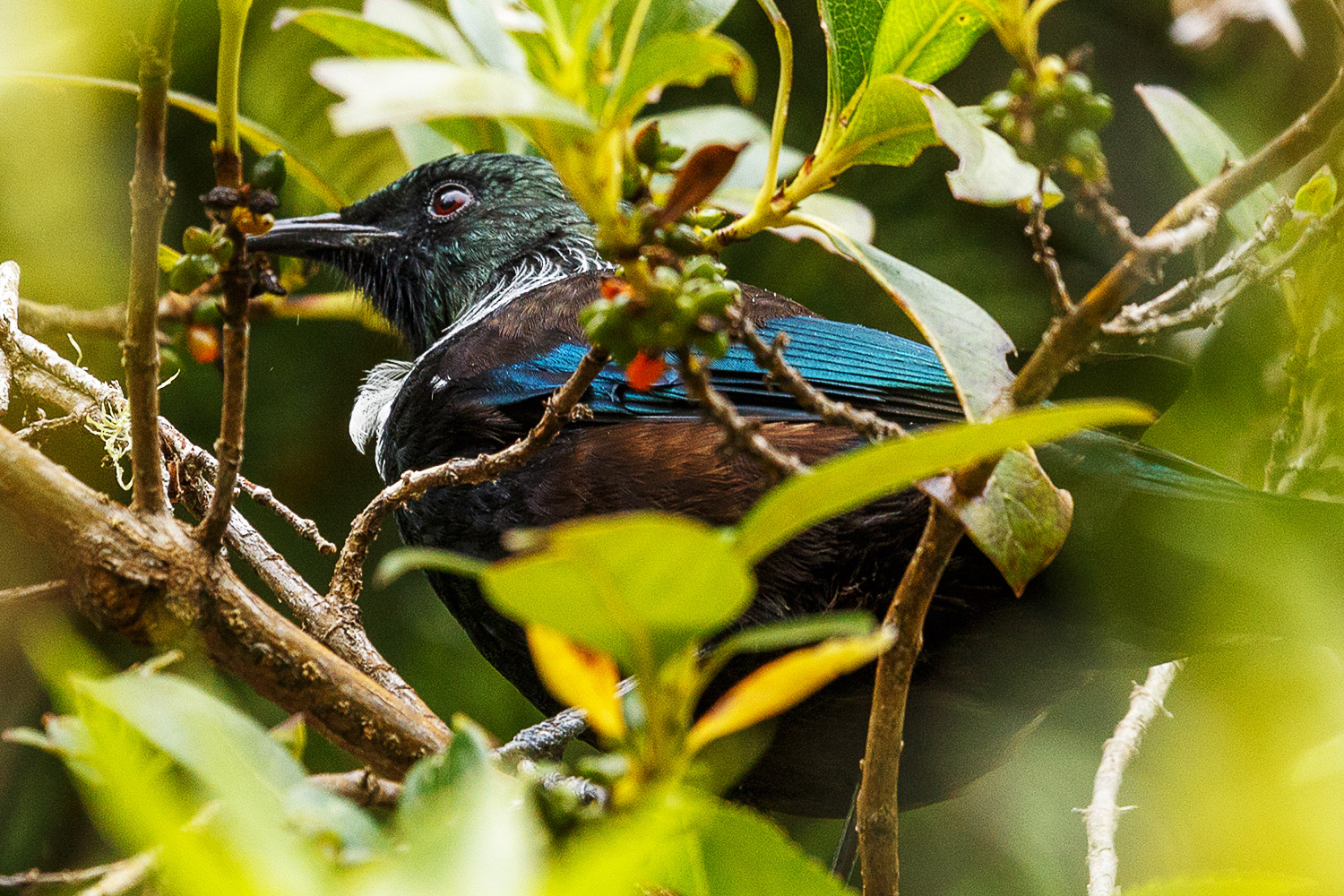 Tui (Neuseeland)