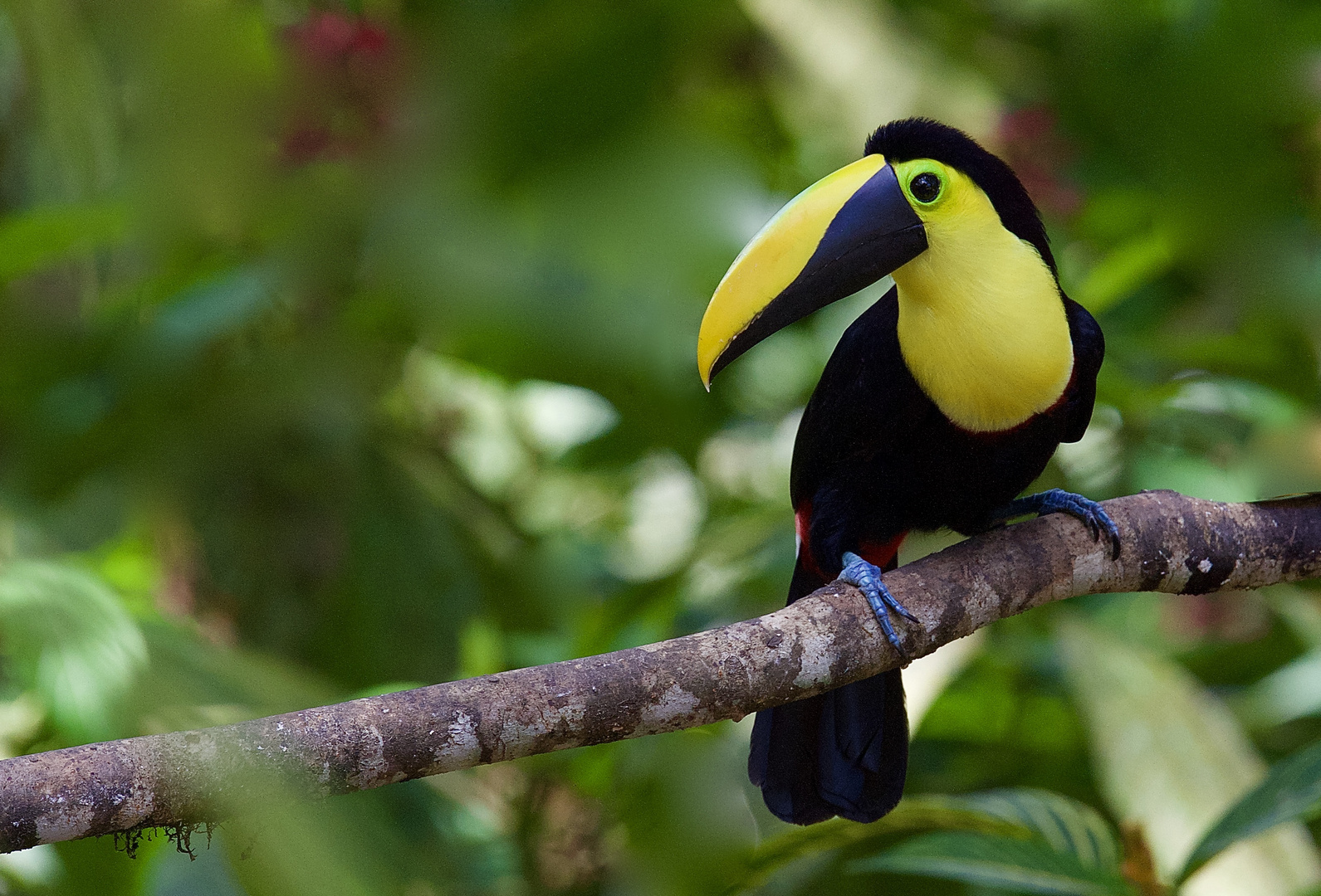 Tukan aus dem Nebelwald von Ecuador