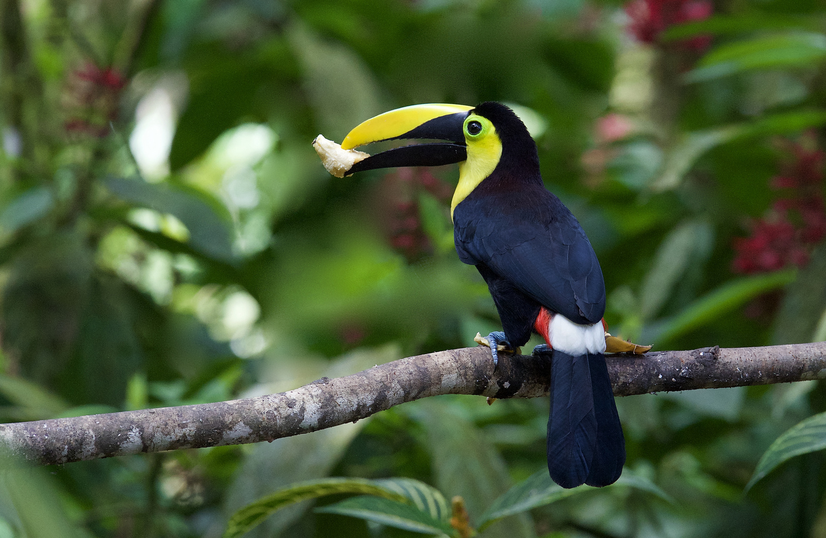 Tukan aus dem Nebelwald von Ecuador