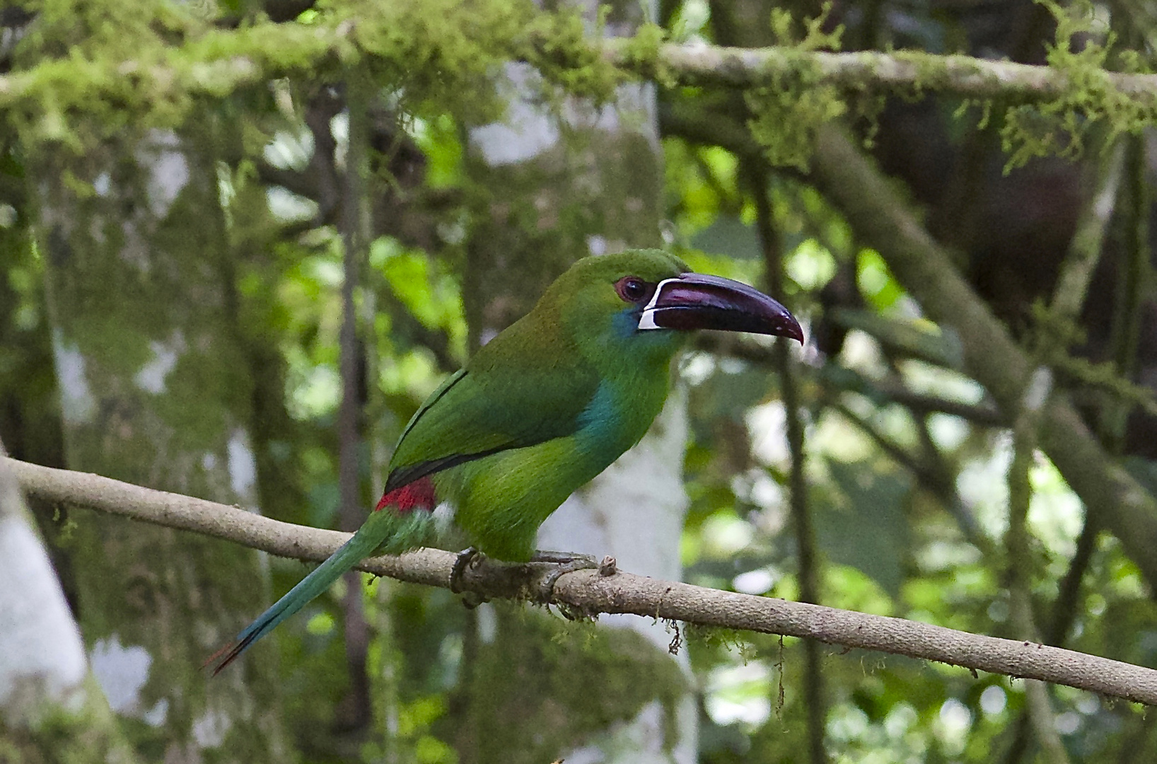 Tukan aus dem Nebelwald von Ecuador