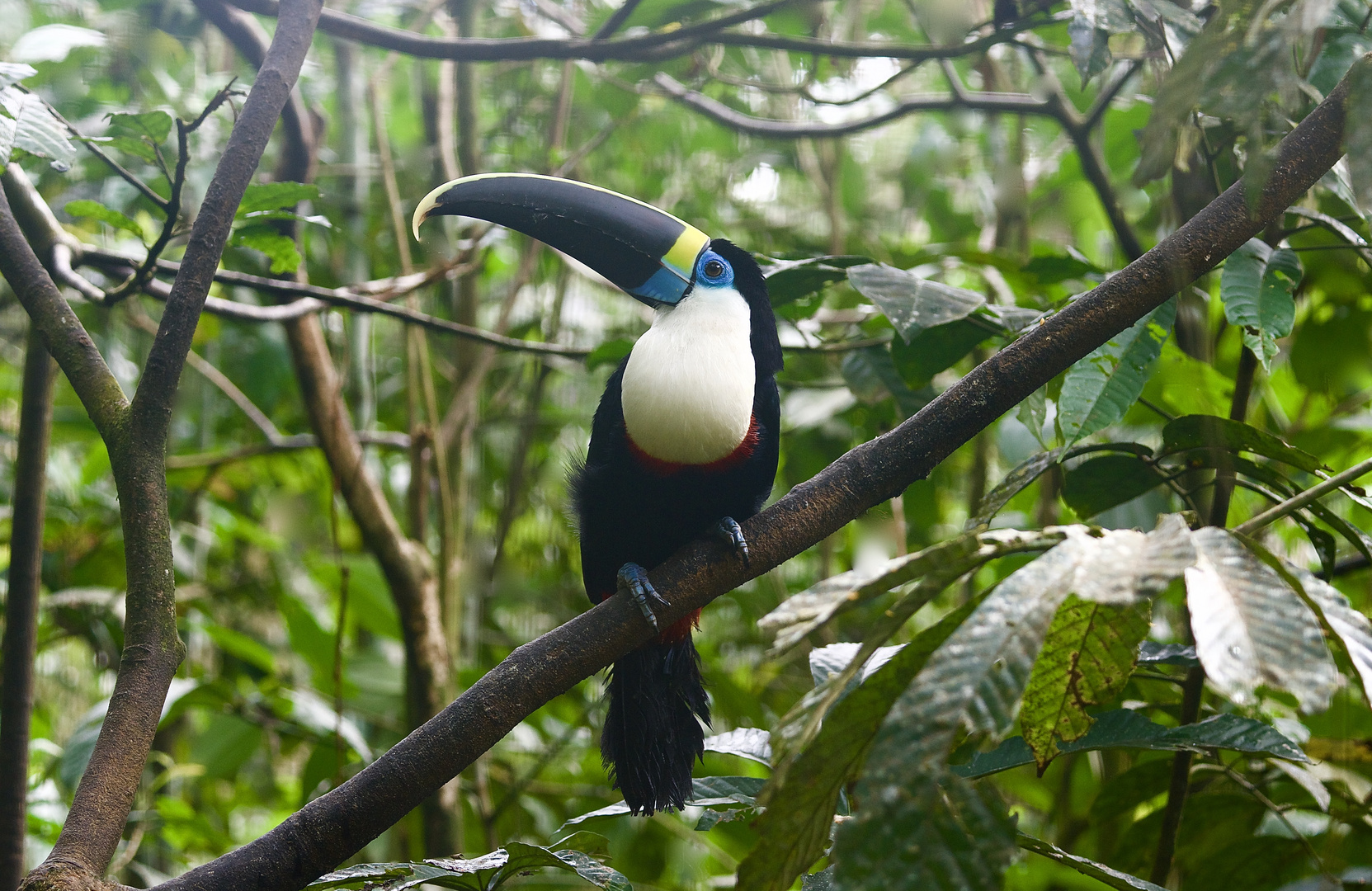 Tukan aus dem Tropischen Regenwald von Ecuador