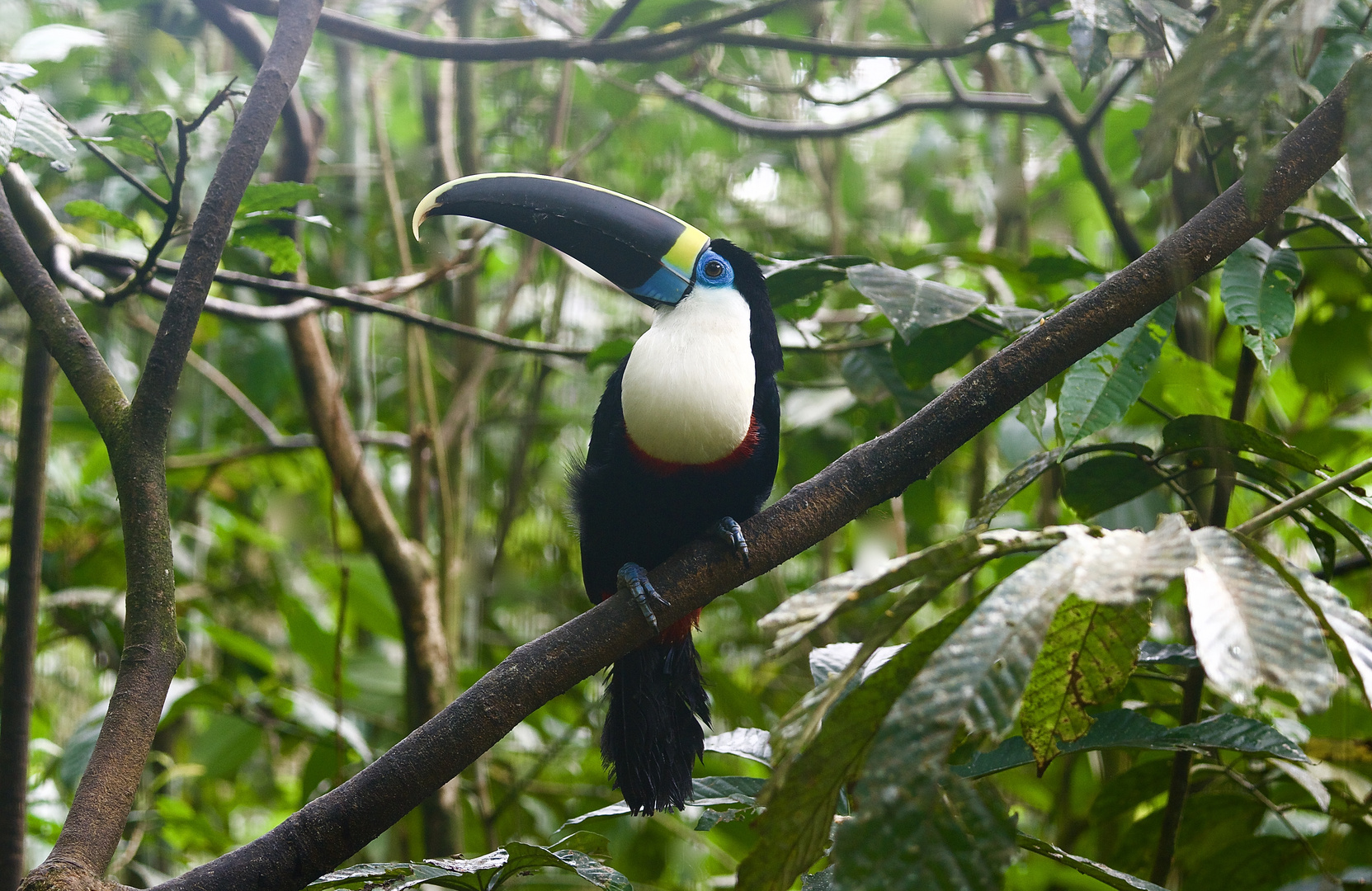Tukan Aus Dem Tropischen Regenwald Von Ecuador Foto Bild Fotos World Natur Bilder Auf Fotocommunity