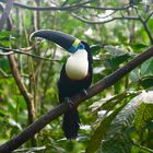 Tukan aus dem Tropischen Regenwald von Ecuador