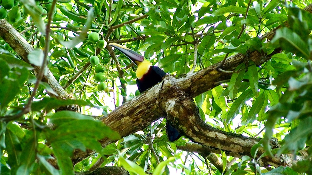 Tukan - Costa Rica