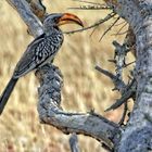 Tukan, Etosha 