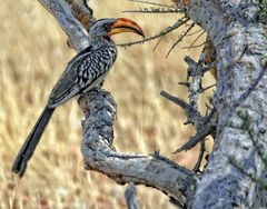 Tukan, Etosha 