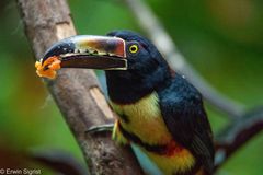 Tukan (Halsbandarassari) im Rio Celeste NP - Costa Rica