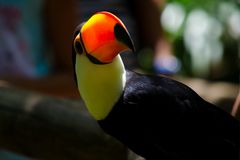 Tukan Iguazu Brasilien