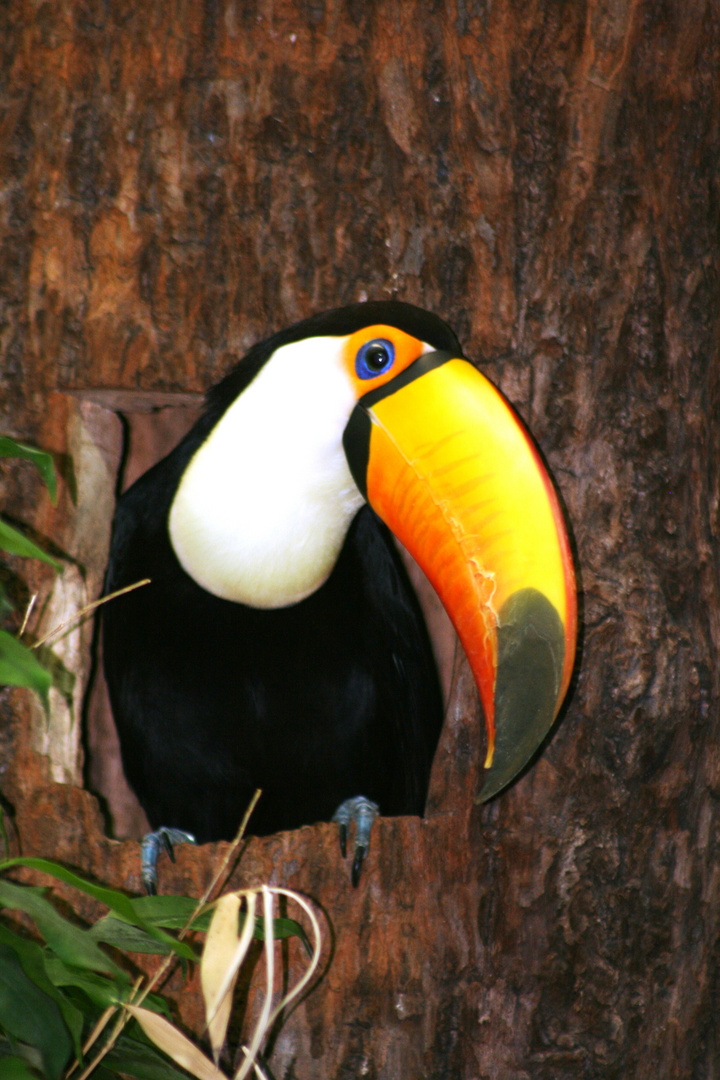 Tukan im Leipziger Zoo