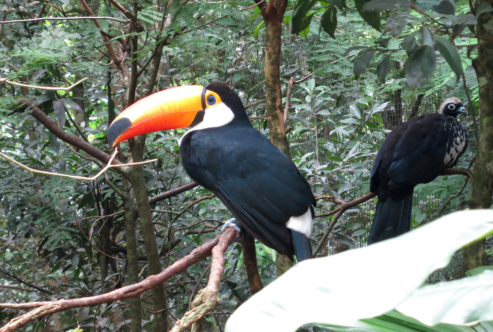 Tukan im Parque das Aves, Foz de Iguaçu, Brasilien