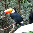 Tukan im Parque das Aves, Foz de Iguaçu, Brasilien