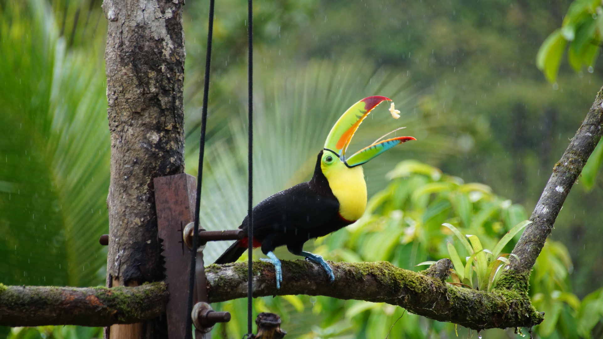 Tukan im Regenwald von Costa Rica