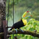 Tukan im Regenwald von Costa Rica