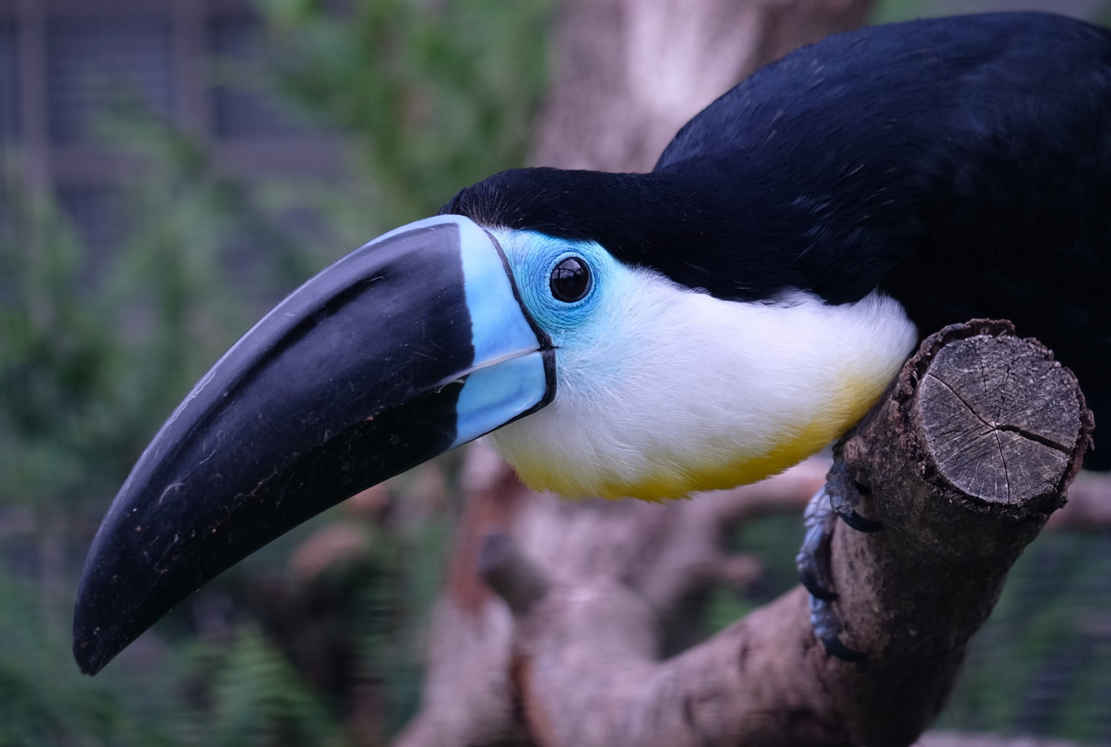 Tukan (?) im Weltvogelpark Walsrode