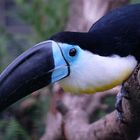 Tukan (?) im Weltvogelpark Walsrode