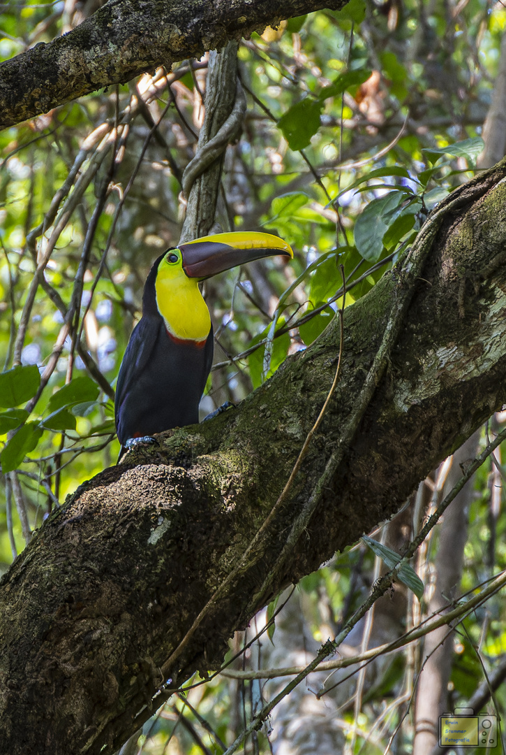 Tukan in Costa Rica