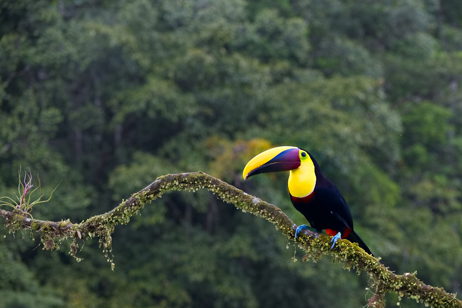 Tukan in Costa Rica