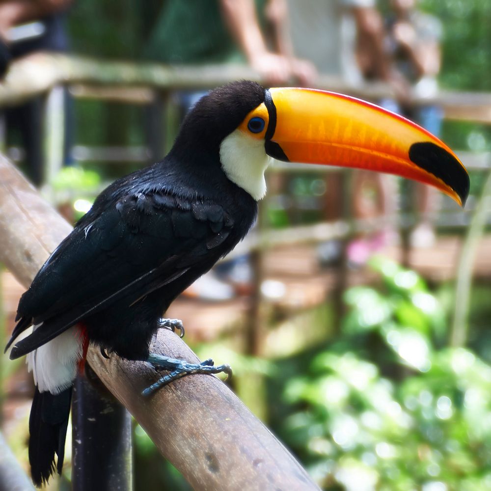 Tukan in Foz do Iguaçu