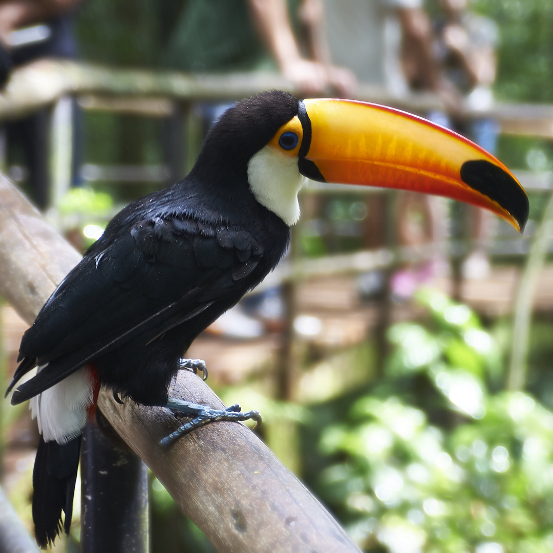 Tukan in Foz do Iguaçu